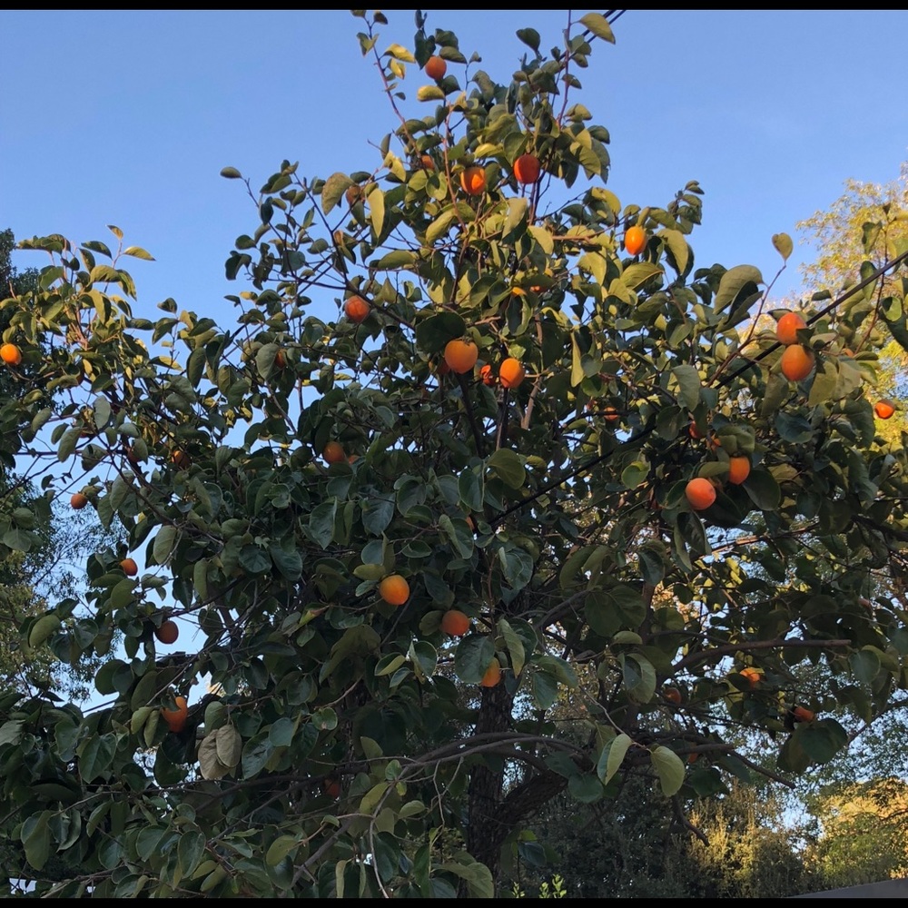 Meet your Posher, Sheila